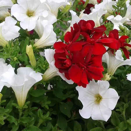 Pensionat Gästehaus Einödberg